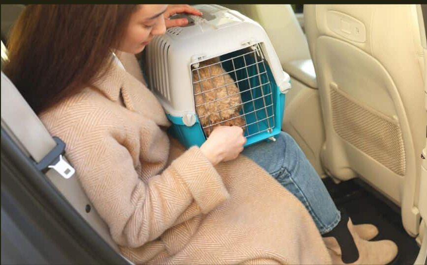 transportin taxi e1756398581828